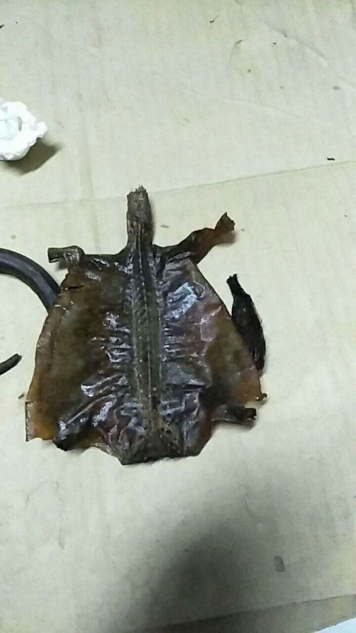 Con gái mua bình rượu thuốc đắt tiền về cho bố tẩm bổ, uống 7 năm mới phát hiện ra bò sát ngâm bên trong làm bằng nhựa